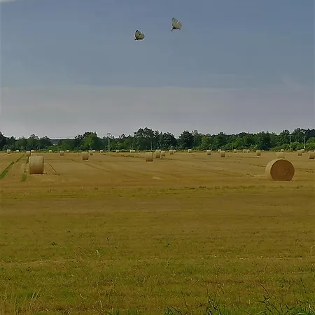 Prázdninový dům Am Wald Mit Klavier, Holzofen, Sauna