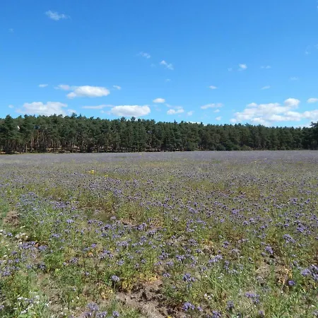 Am Wald Mit Klavier, Holzofen, Sauna * Alt Jabel